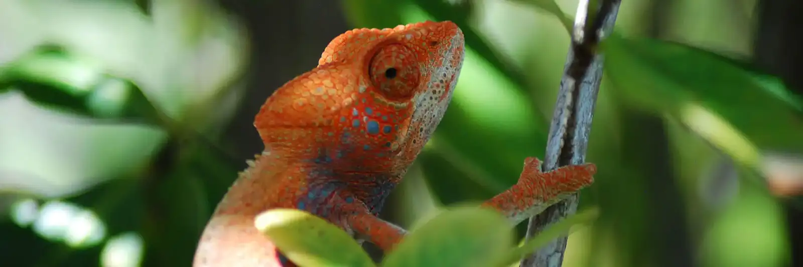 Brightly coloured chameleon wildlife photography in Madagascar